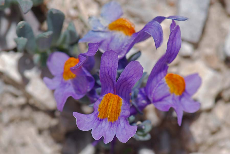 Linaria alpina / Linajola alpina